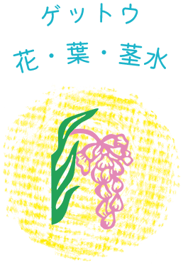 ゲットウ花・葉・茎水