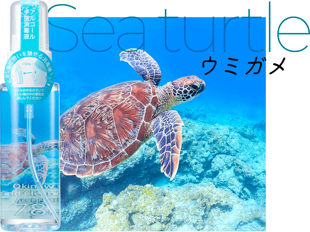 ウミガメ